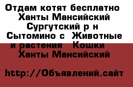 Отдам котят бесплатно - Ханты-Мансийский, Сургутский р-н, Сытомино с. Животные и растения » Кошки   . Ханты-Мансийский